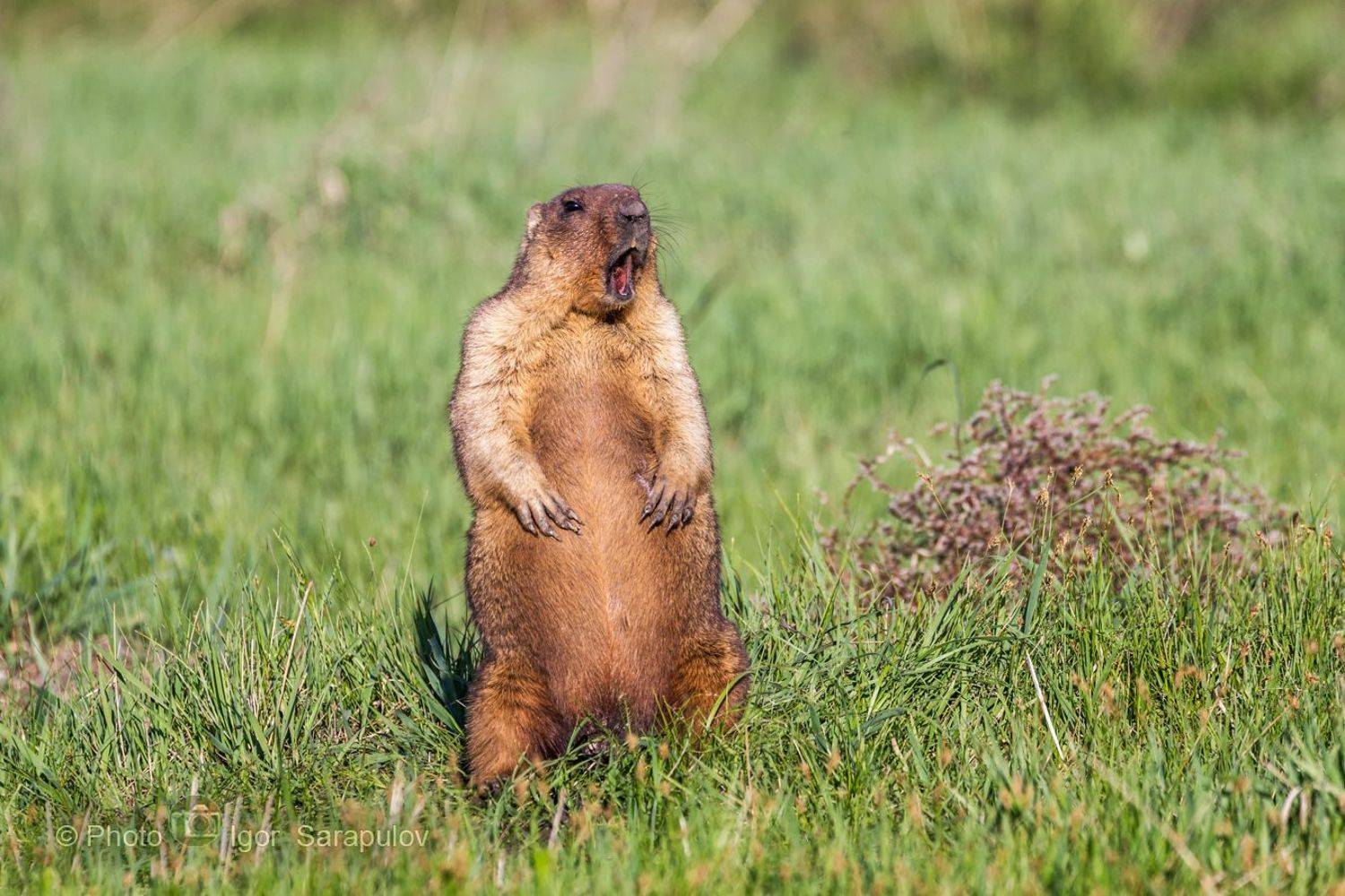 фотоохота, сурок, природа Белгородчины, крик, звук, европейский байбак, грызун, вид, весна, Белгородская природа, байбак, анималистика, , Сарапулов Игорь