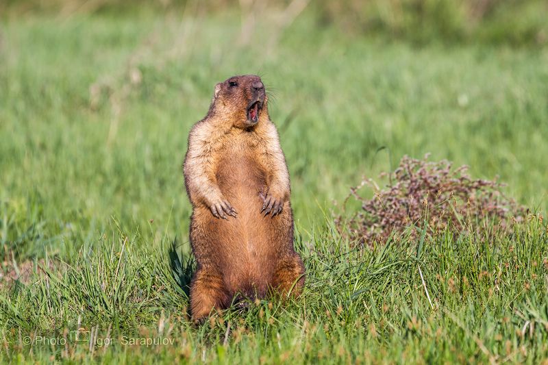 фотоохота, сурок, природа Белгородчины, крик, звук, европейский байбак, грызун, вид, весна, Белгородская природа, байбак, анималистика,  Крик сурка фото превью