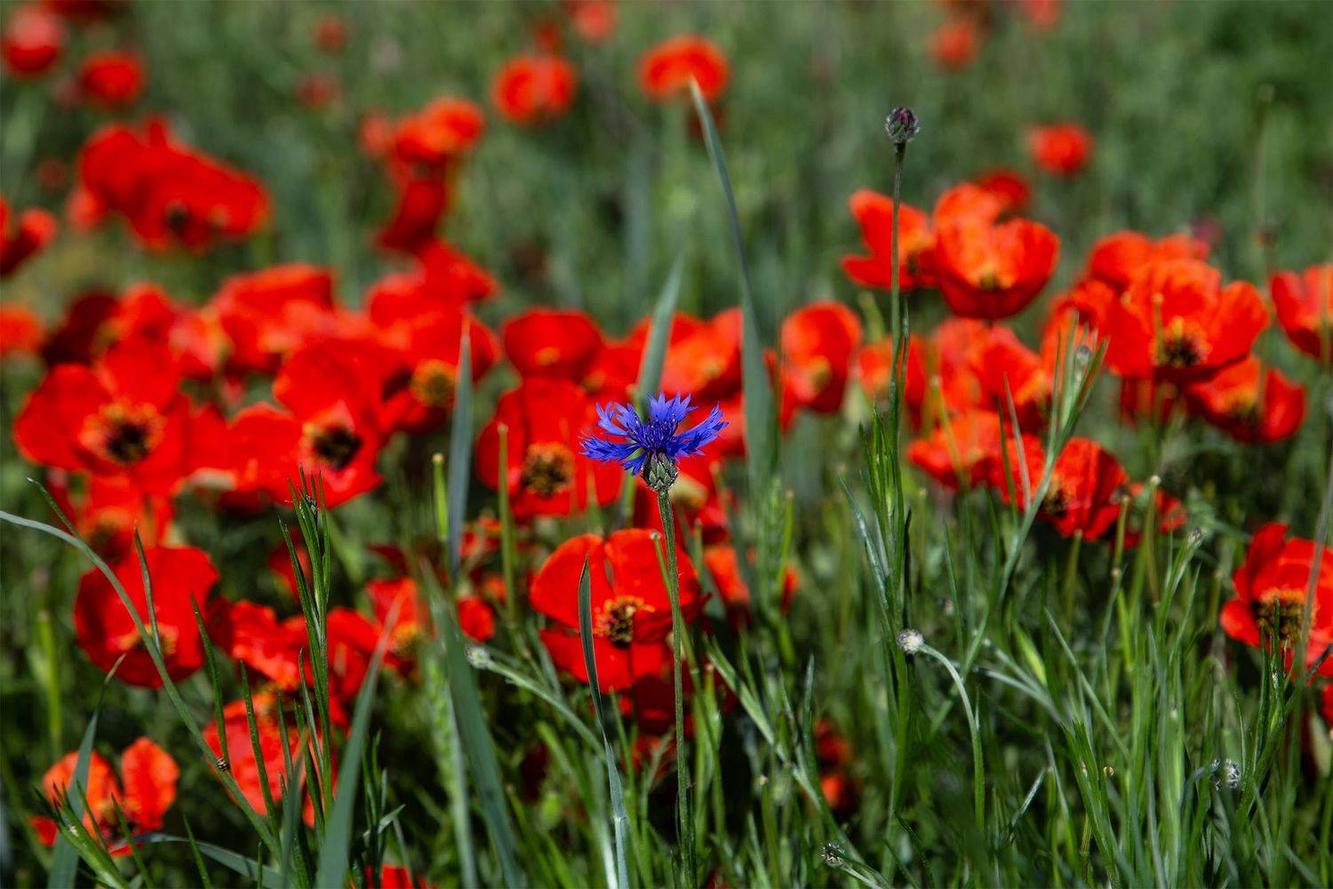 кыргызстан, Элина Магалимова