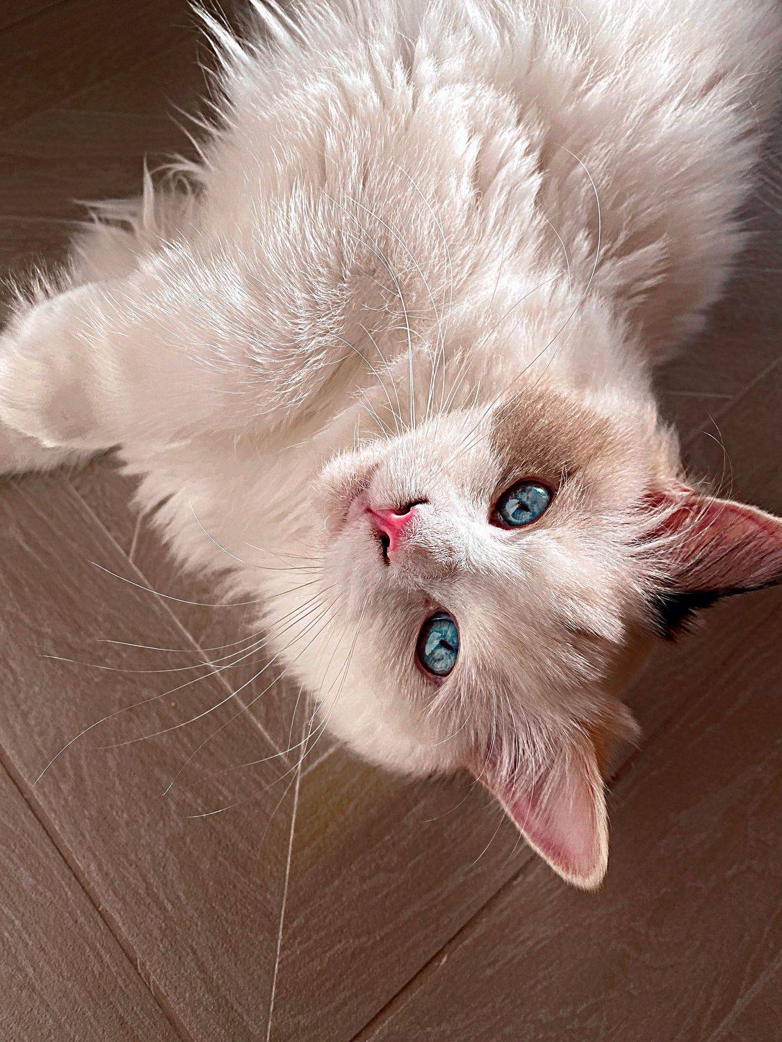 Кошка, Ксения Орлова