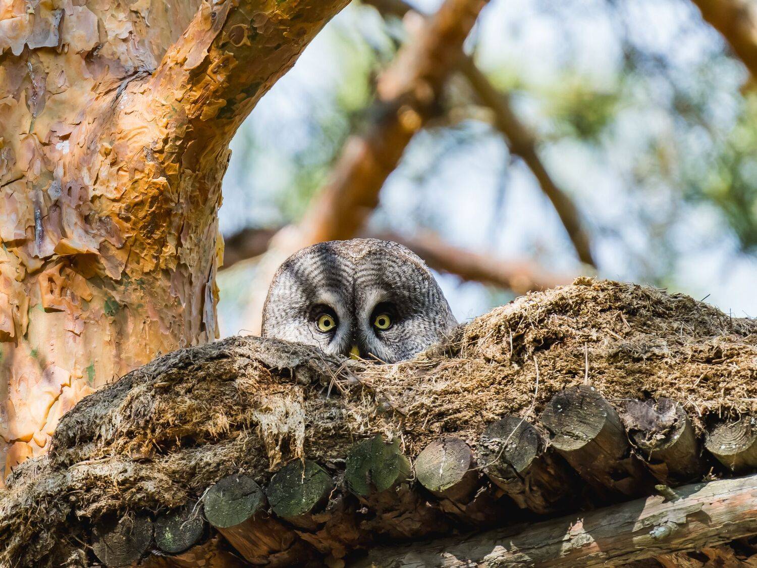 , Дэм Константин