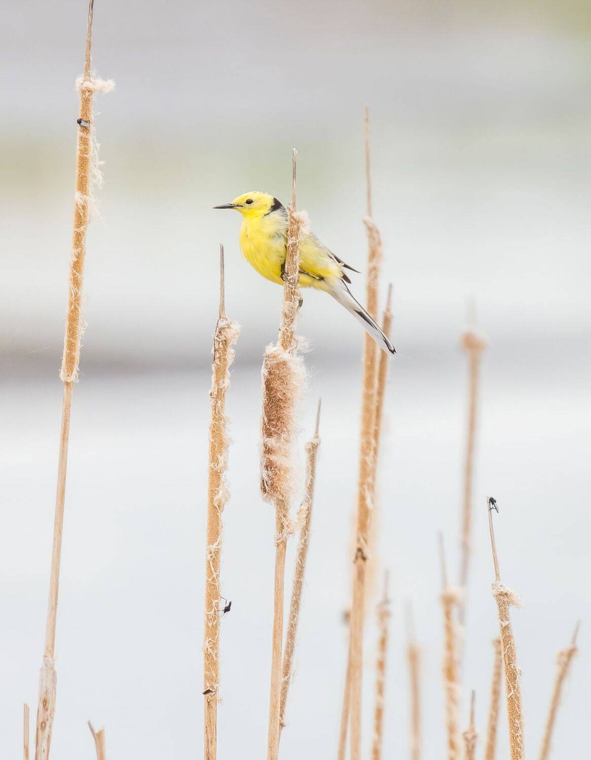 , Дэм Константин