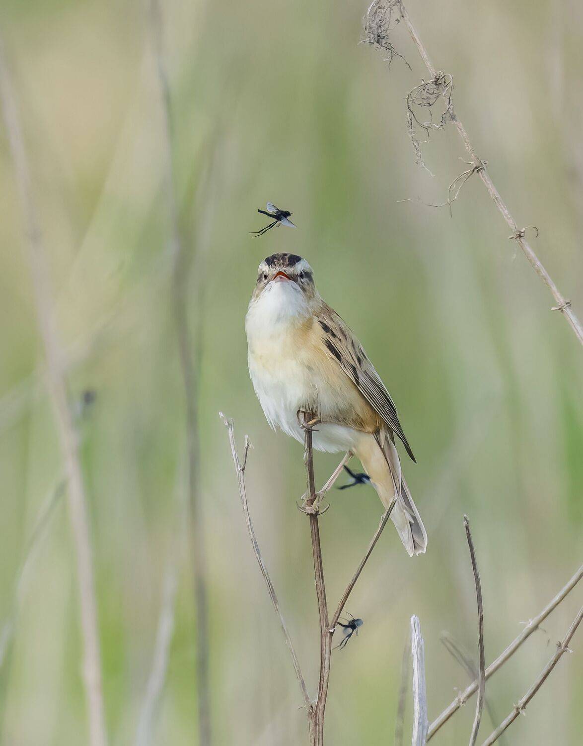 , Дэм Константин