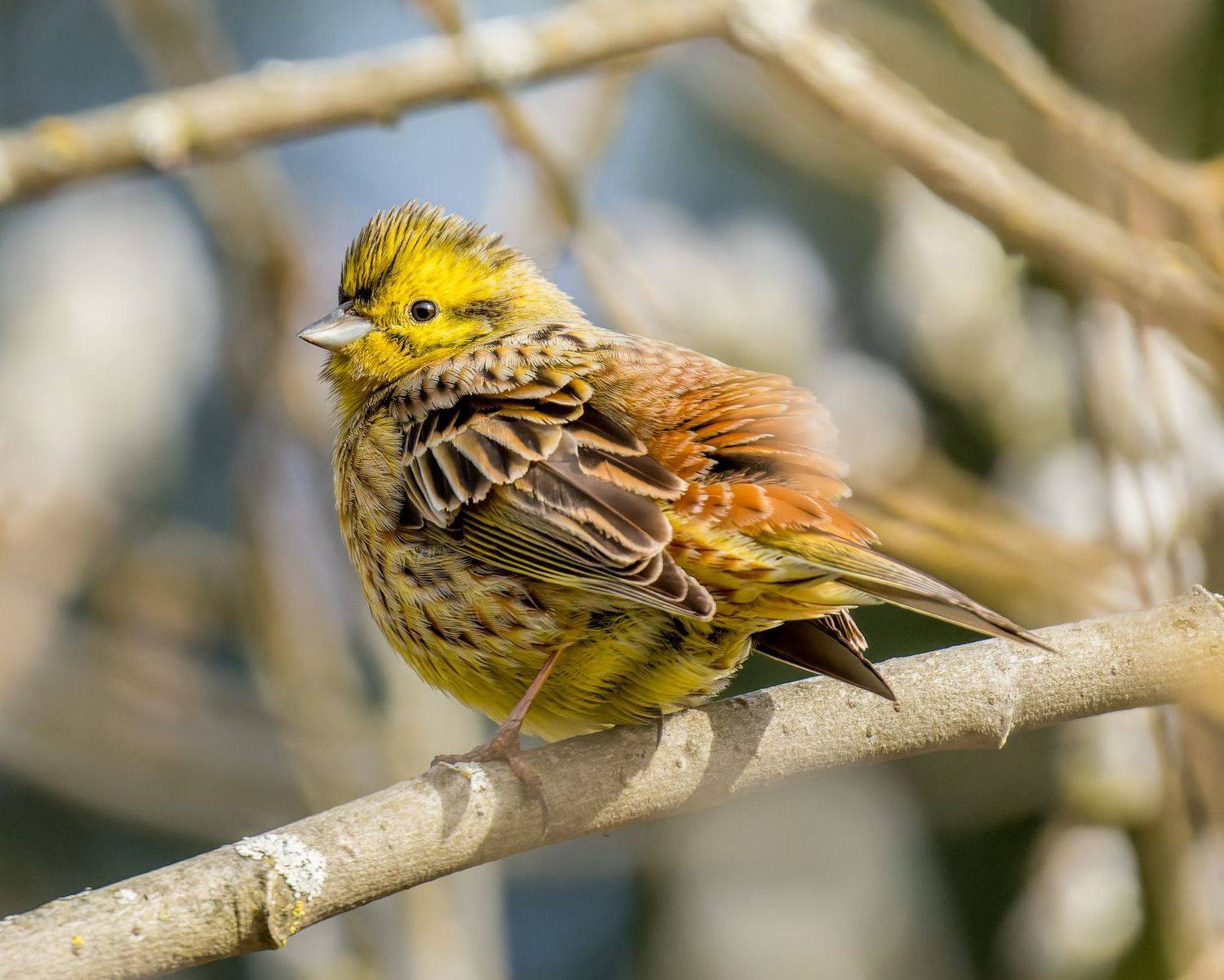 , Дэм Константин