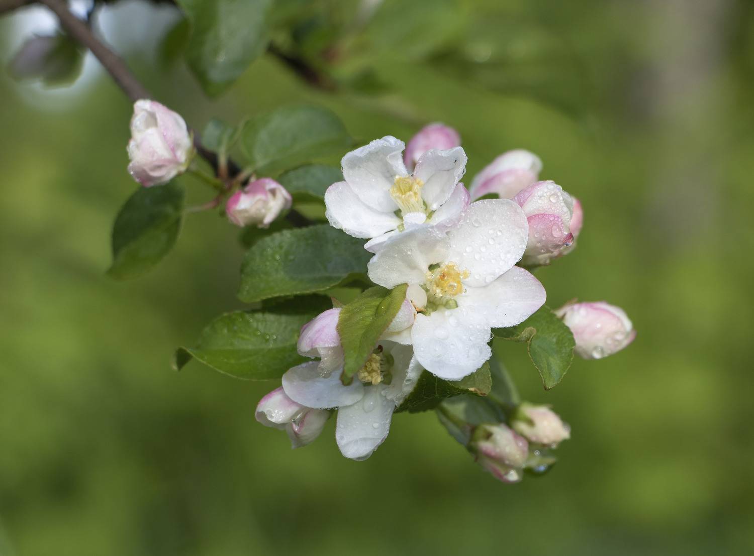 яблоня цветы, Olga Bonina