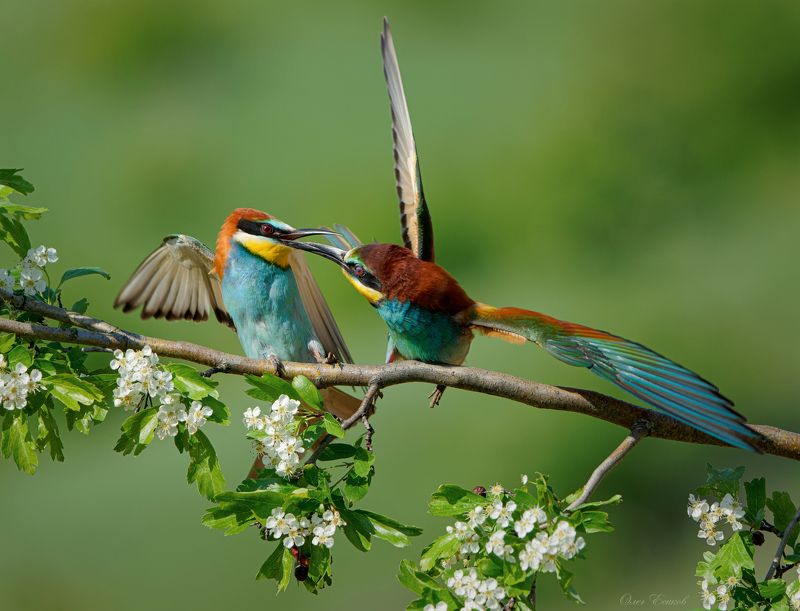 птицы щурки Клювопожатие фото превью
