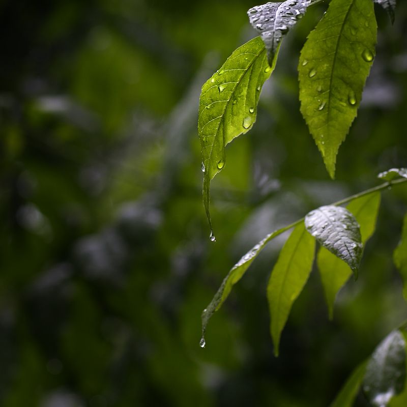 После дождя фото превью