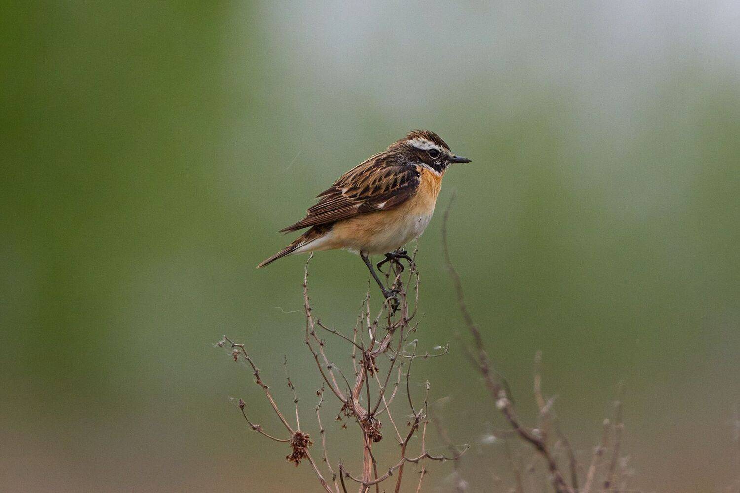 , Гильманов Артур