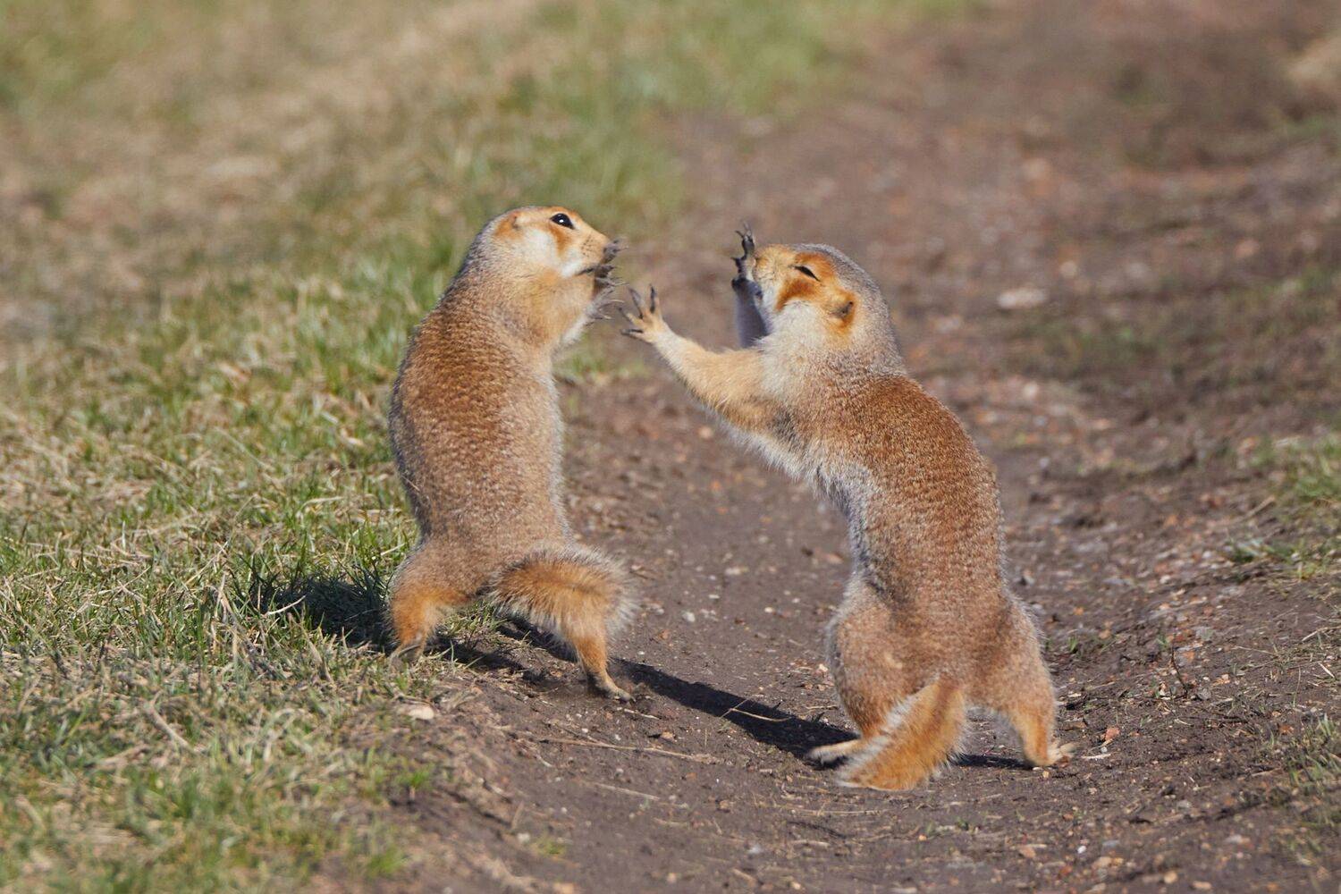 , Гильманов Артур