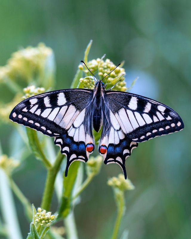 фото превью