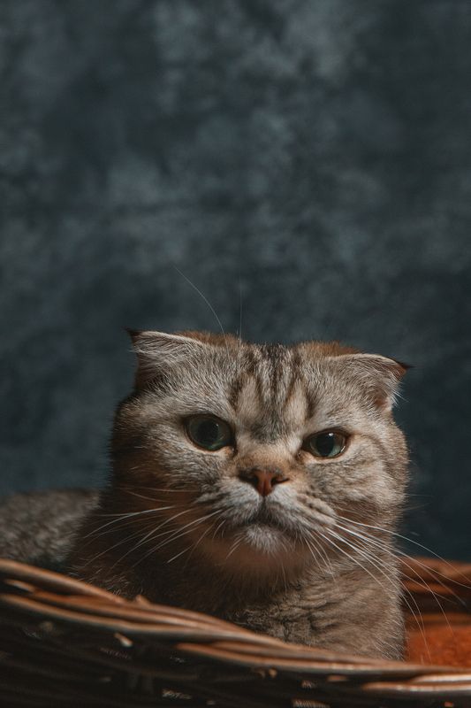 Asya фото превью