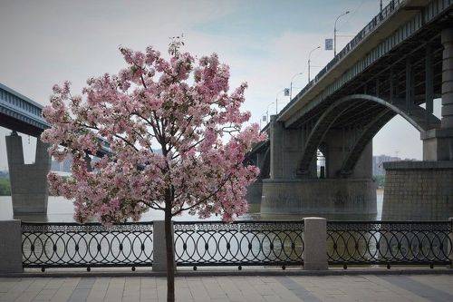 Между двух мостов