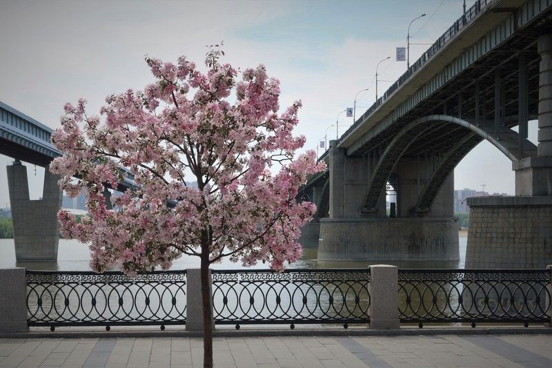 город,дерево,яблоня,новосибирск,мосты Между двух мостов фото превью