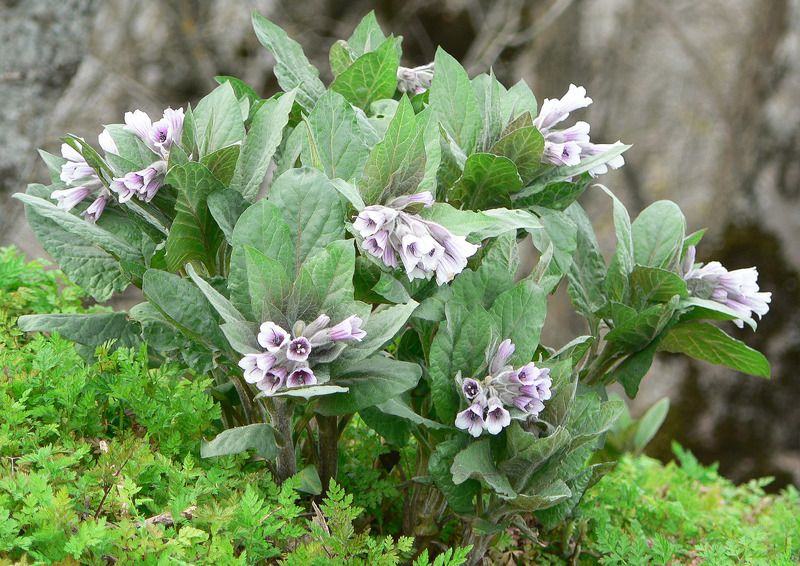 Физохлайна восточная (Physochlaina orientalis) фото превью