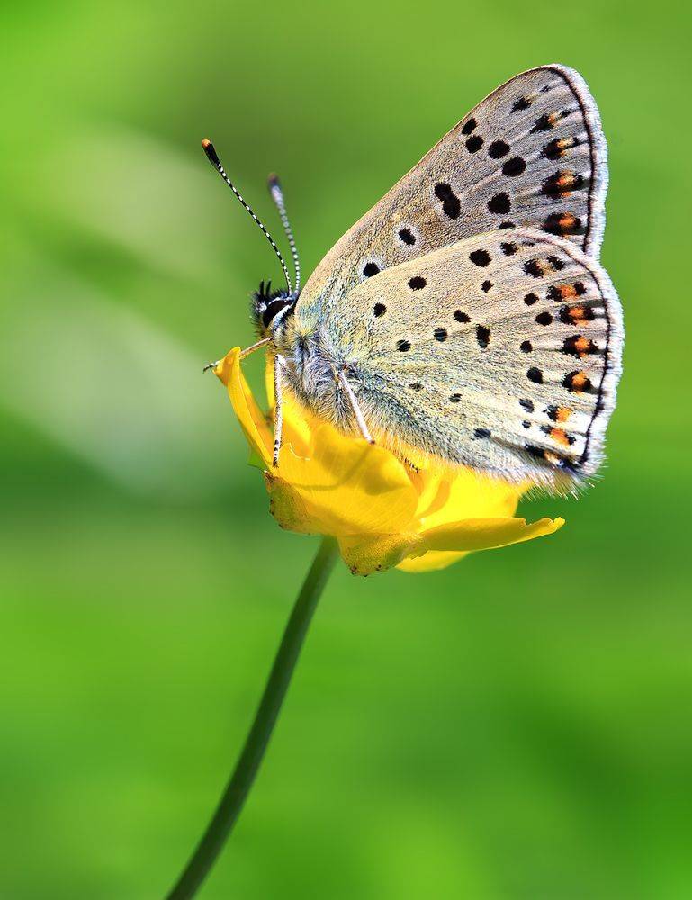 насекомые, бабочка, голубянка, червонец, бурый, цветы, лето, Борис Новиков