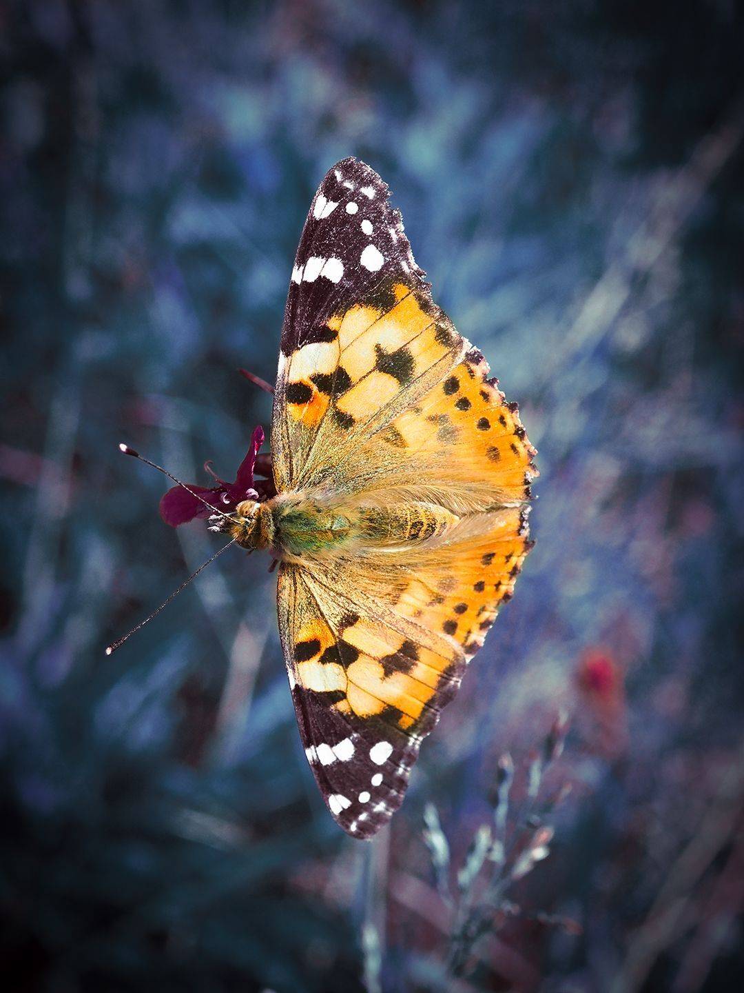 , Сергей Калёв