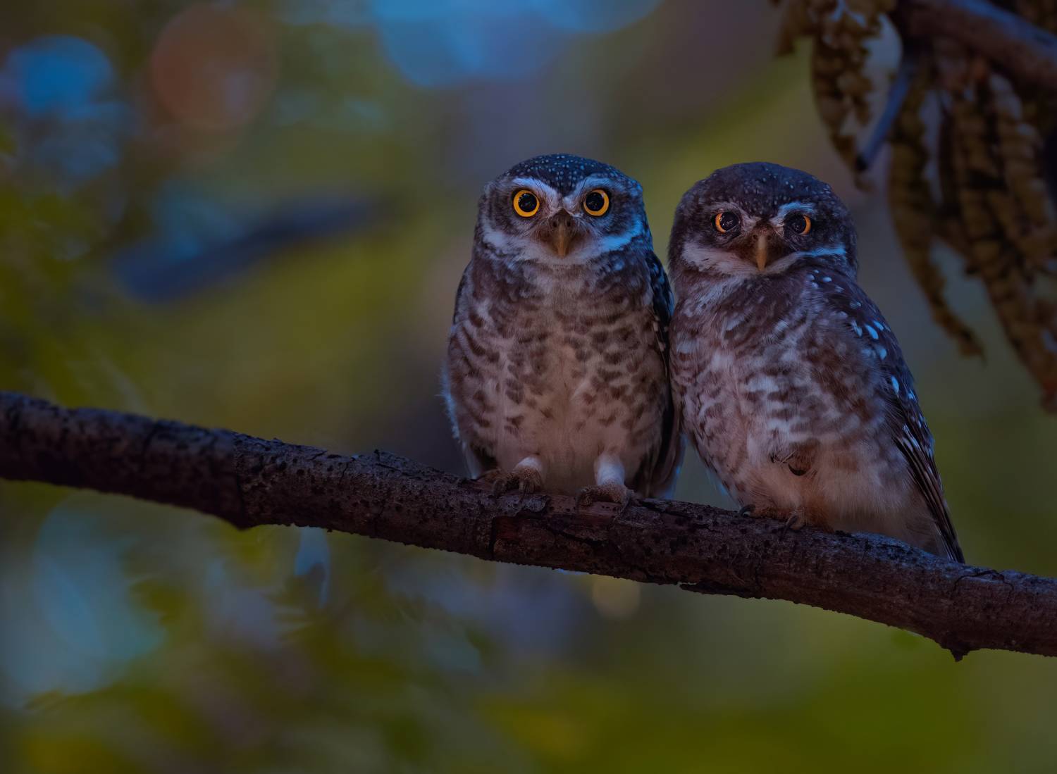 owl.night,jungle,bird,birds,nikon,wild,water,shadows,lake,pond,flowers,swan,colors,nikon,beauty,nature,animals,eyes,egret,songbird,jungle,white,wings,fly, G N RAJA