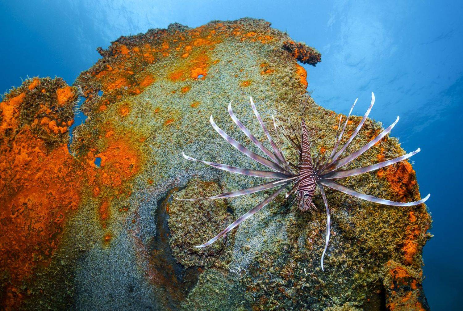 Lionfish, underwater, diving, Савин Андрей