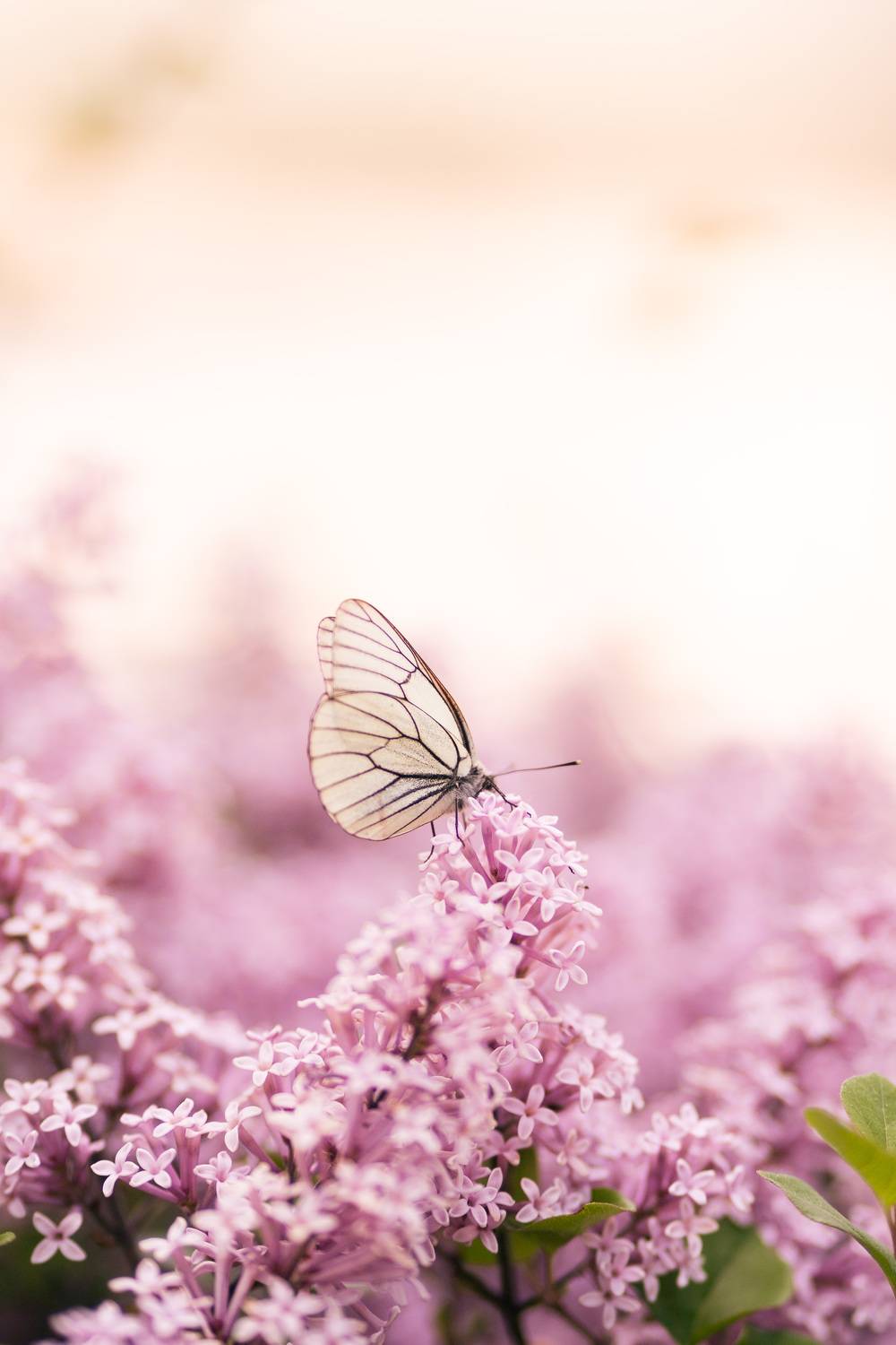 , Ольга Таланцева