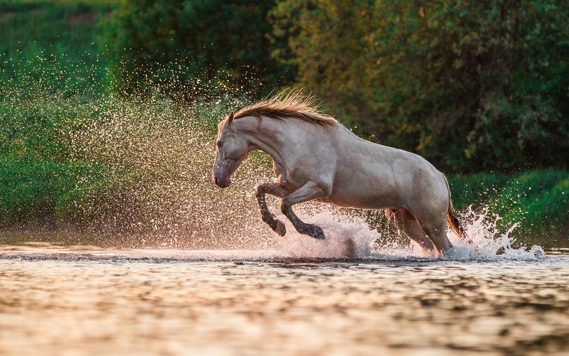horse, equestrian, лошадь, жеребец Poseidon or not фото превью