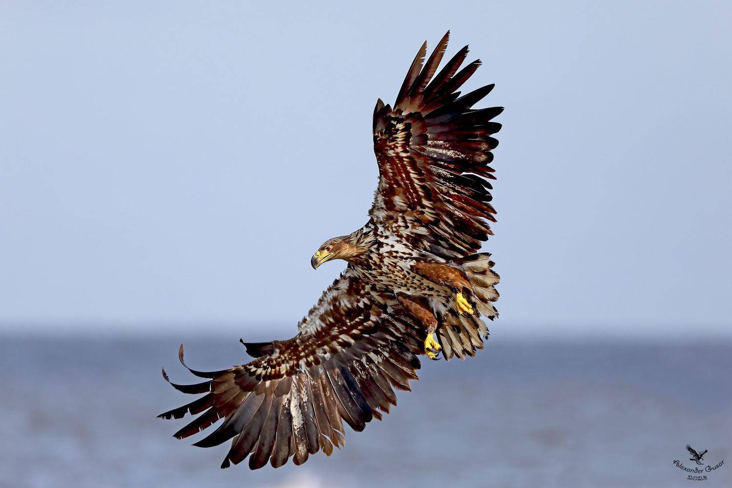 орлан белохвост., Гусар Александр