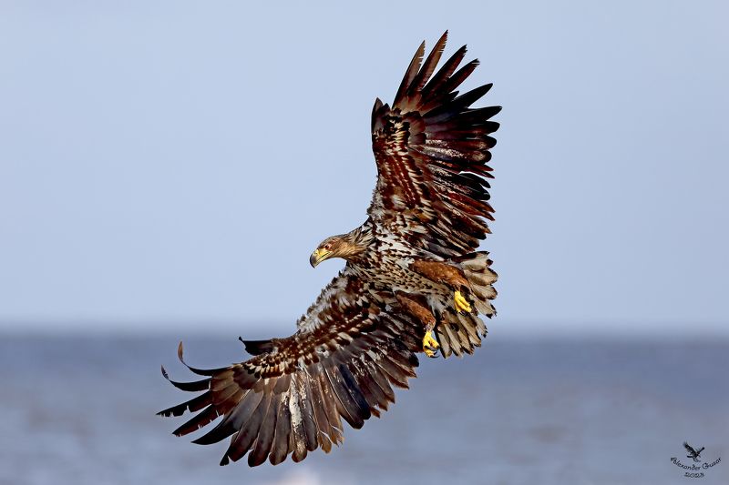 орлан белохвост. Во весь размах. фото превью