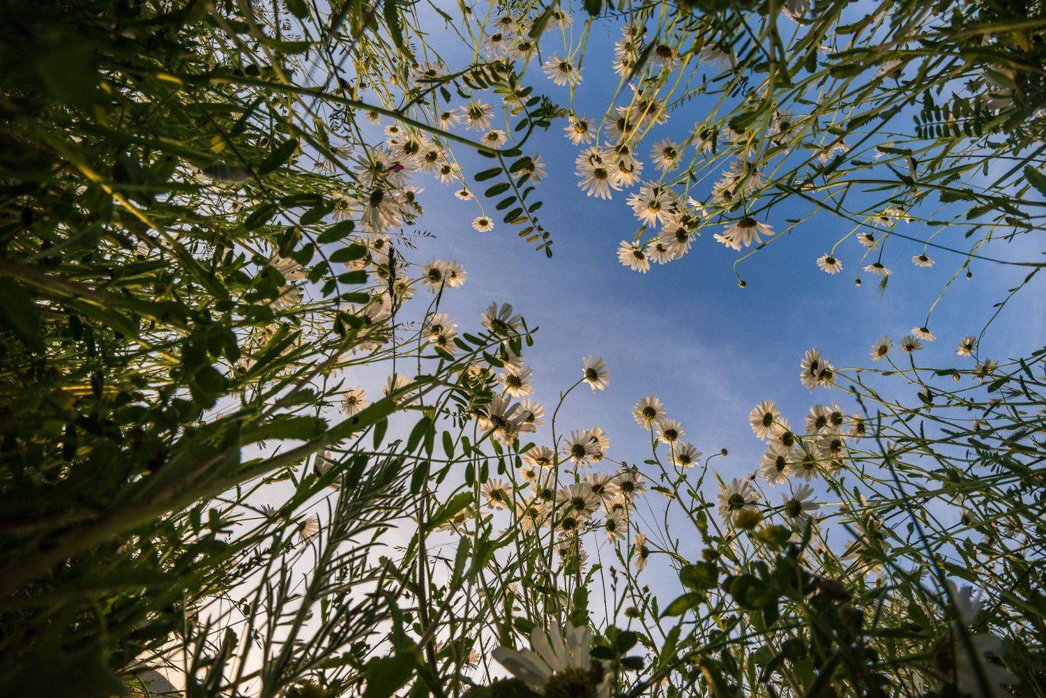 нивяник , Котенко Вадим