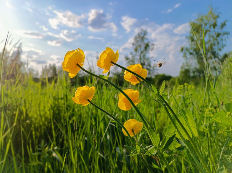 фото превью