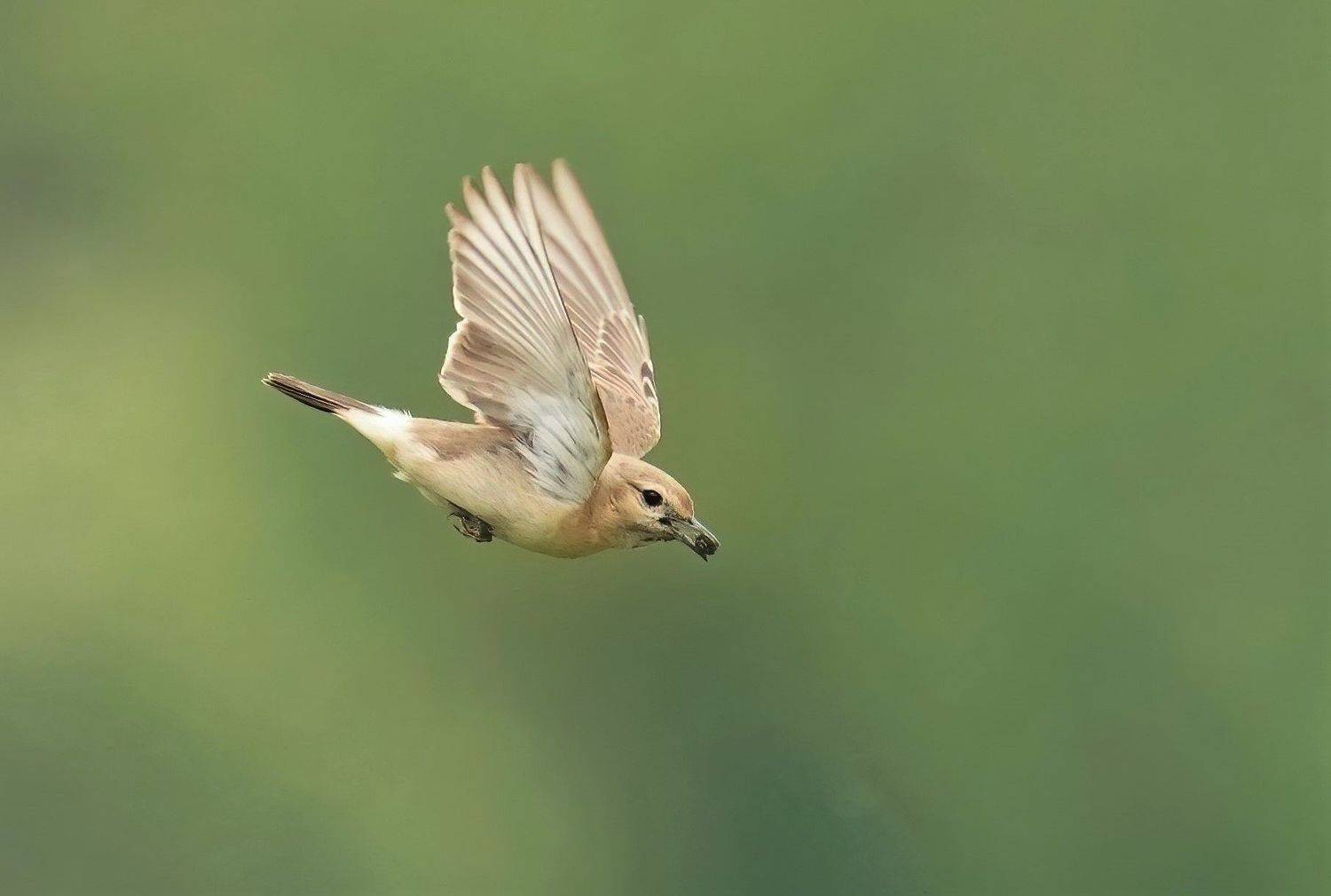 , Красимир Георгиев