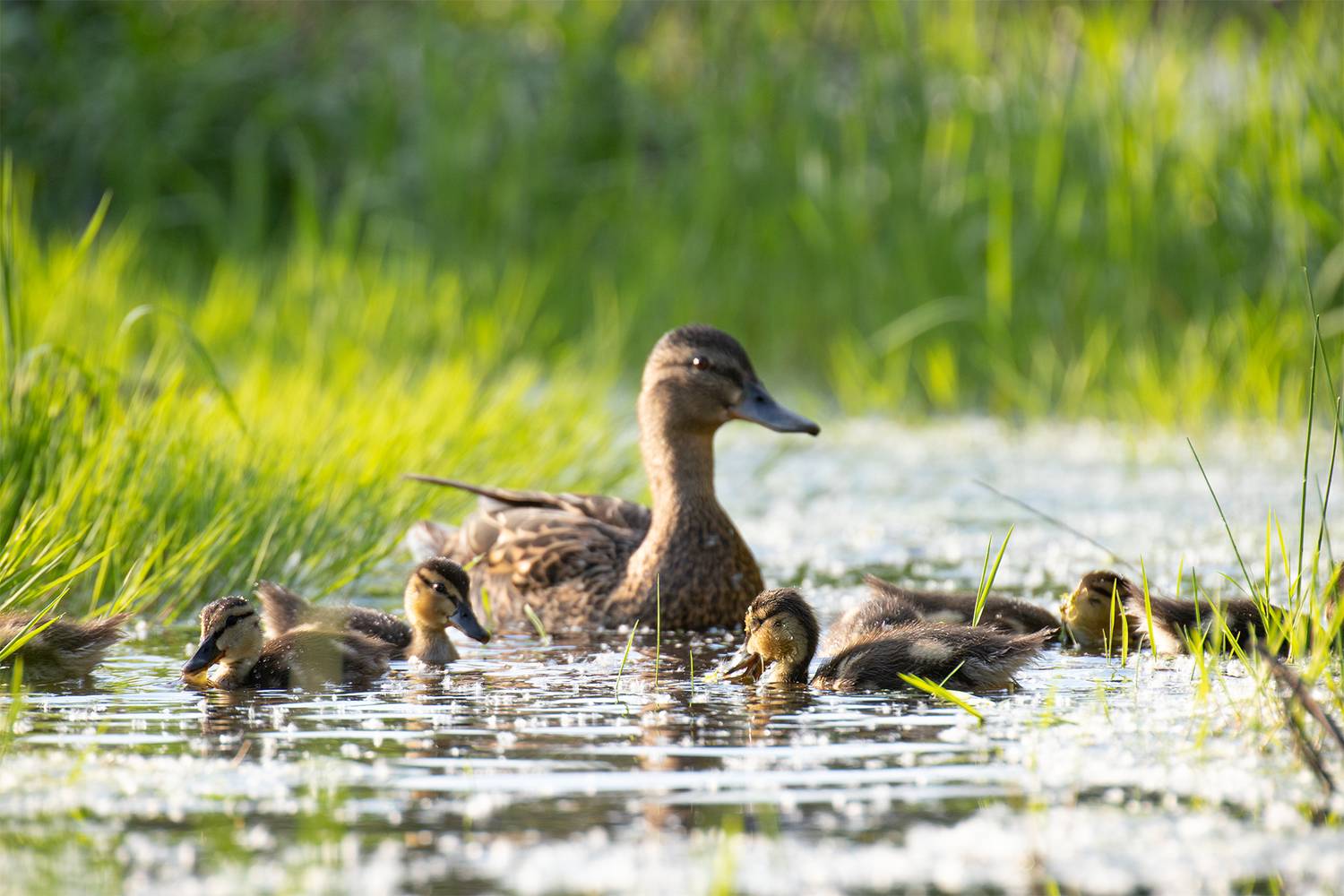 , Чудинин Дмитрий