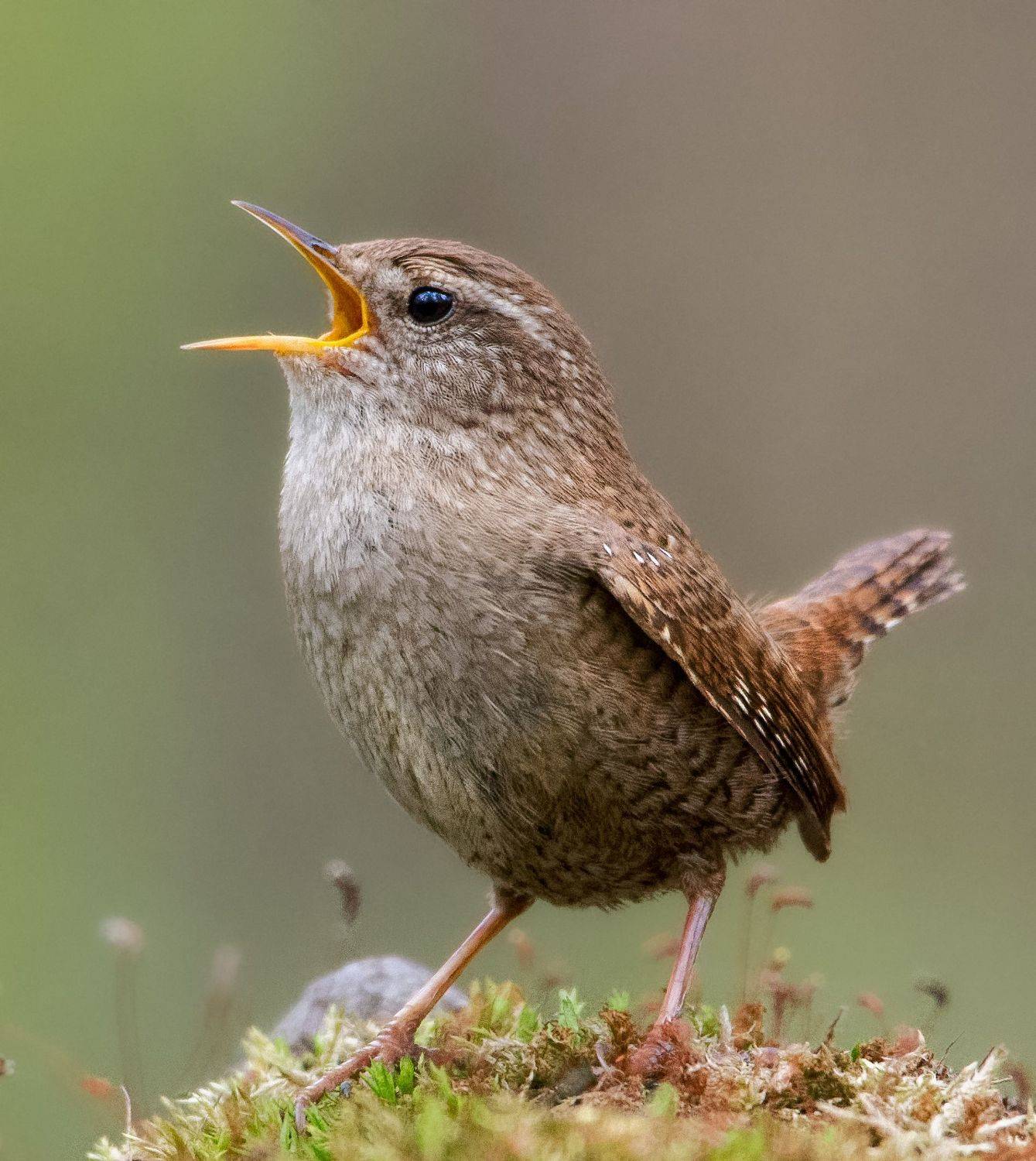 птицы России, птицы Москвы, фотоохота, наблюдение за птицами, птица, птицы, орнитология, nikon, birding, birdwatching, bird freak, Никон Александр