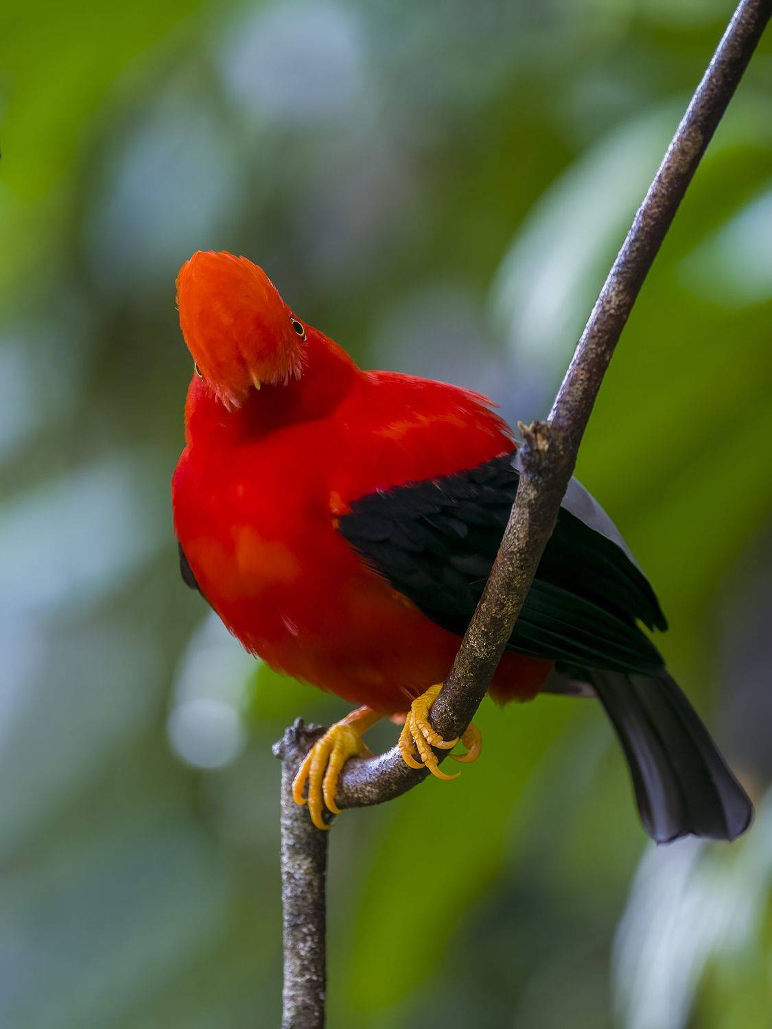 , Burgalin Sequeira Fernando