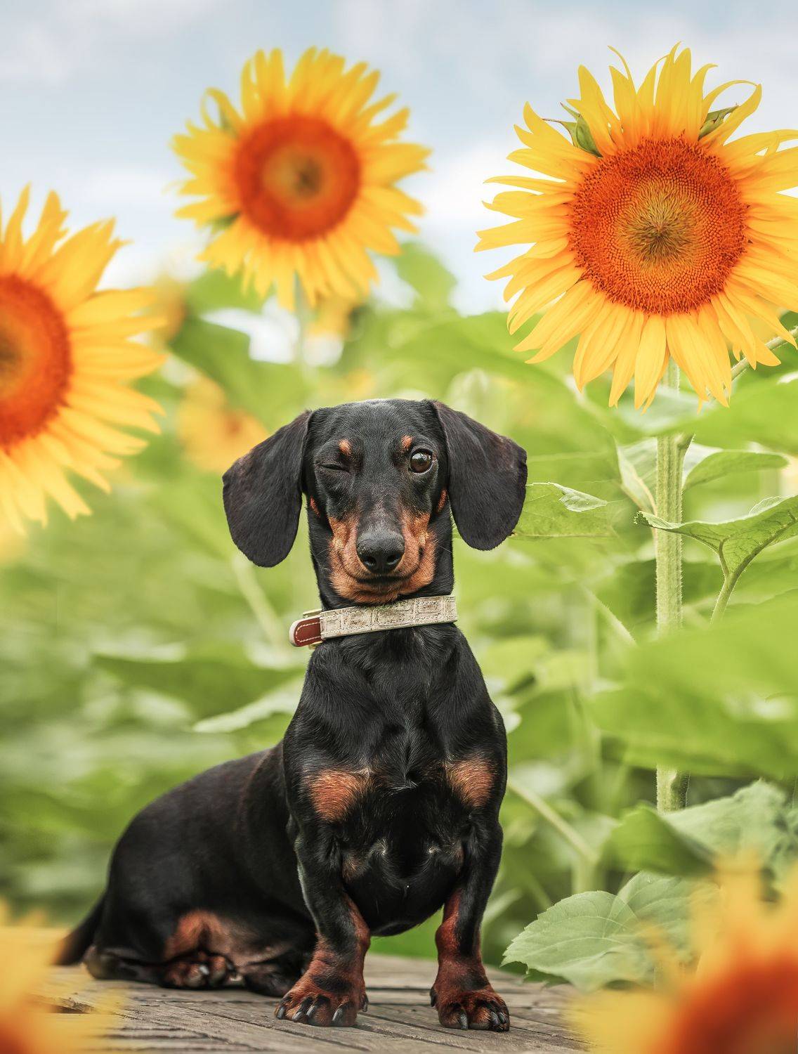 狗 宠物 萌宠 动物, 宠物摄影师狗哥