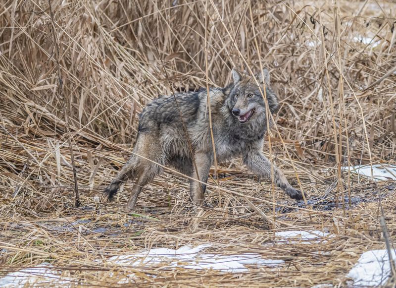 беларусь, красный бор, зима, волк В камышах фото превью