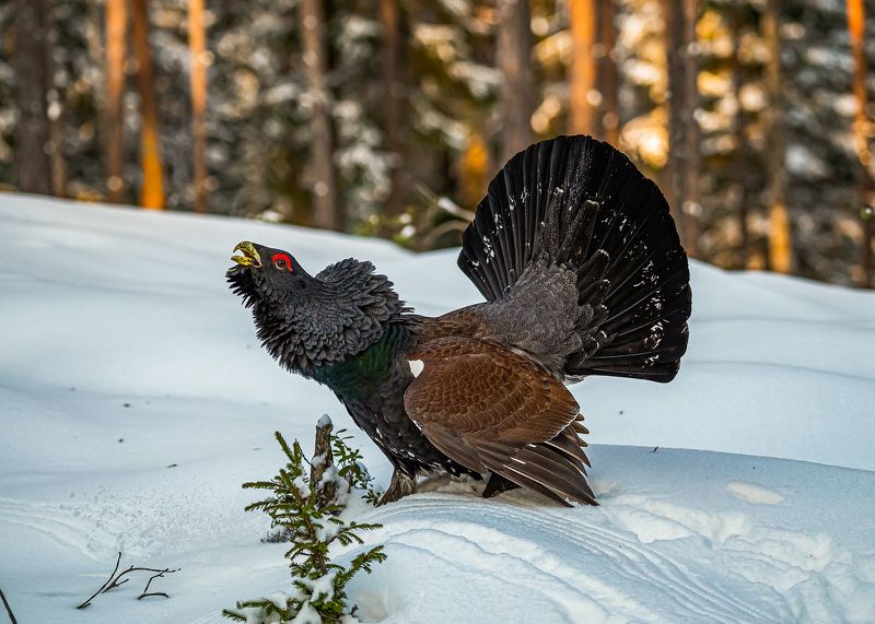 Глухарь фото превью