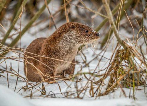 Молодая выдра