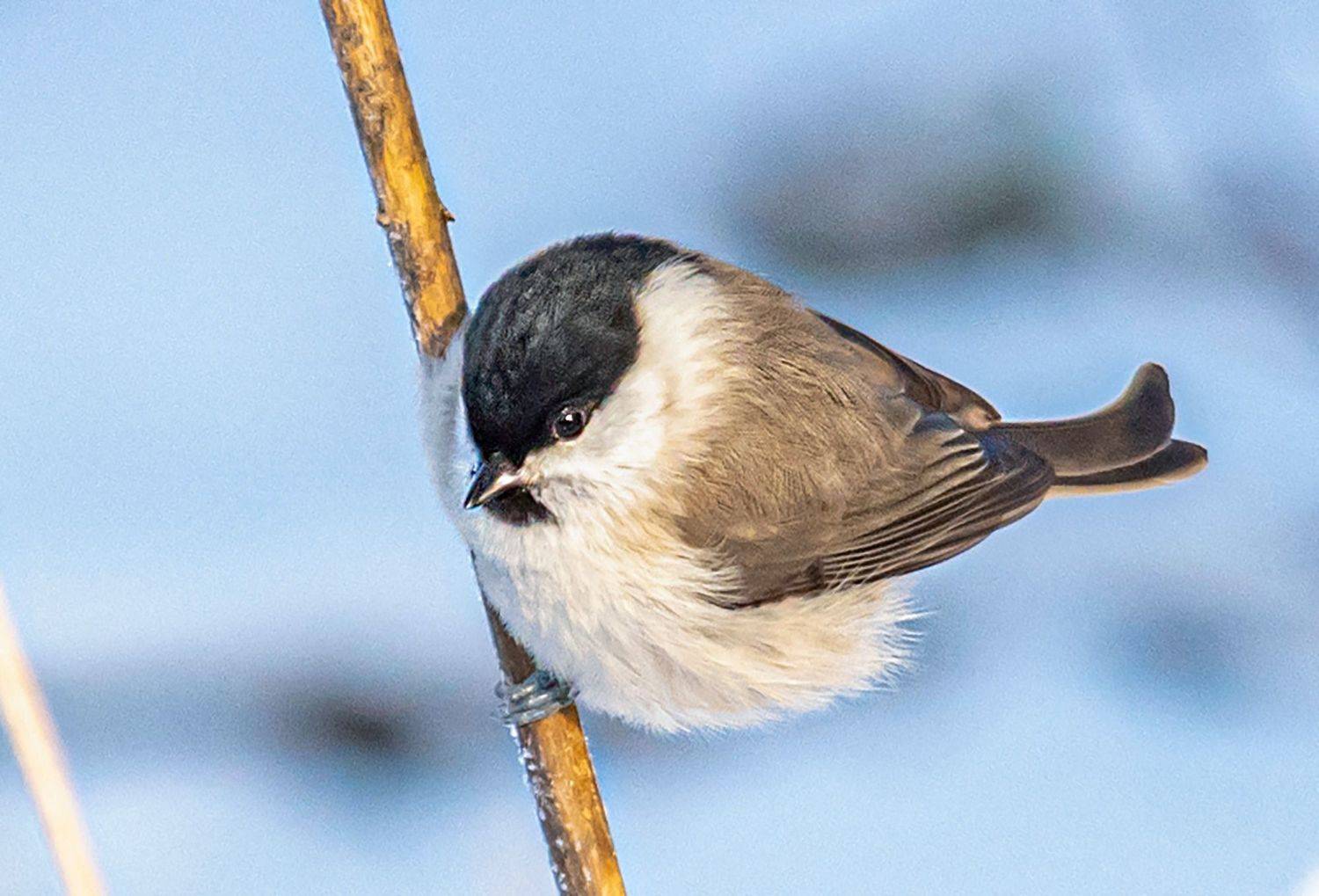 беларусь, красный бор, зима, птицы, черноголовая гаичка, Савчук Сергей