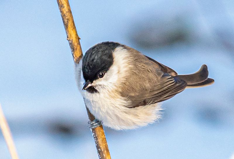 беларусь, красный бор, зима, птицы, черноголовая гаичка Черноголовая гаичка фото превью