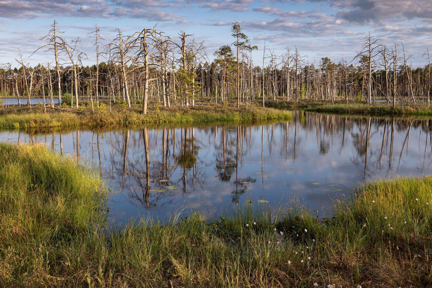 #tireli, #болото, #утро, #туман, #рассвет, Nikolay Gordon