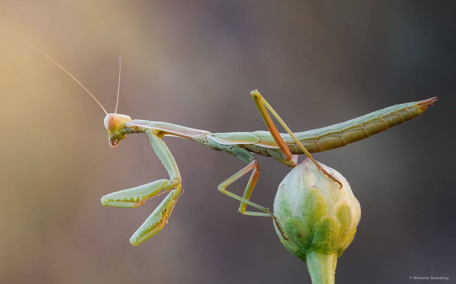 , Максим Сумской