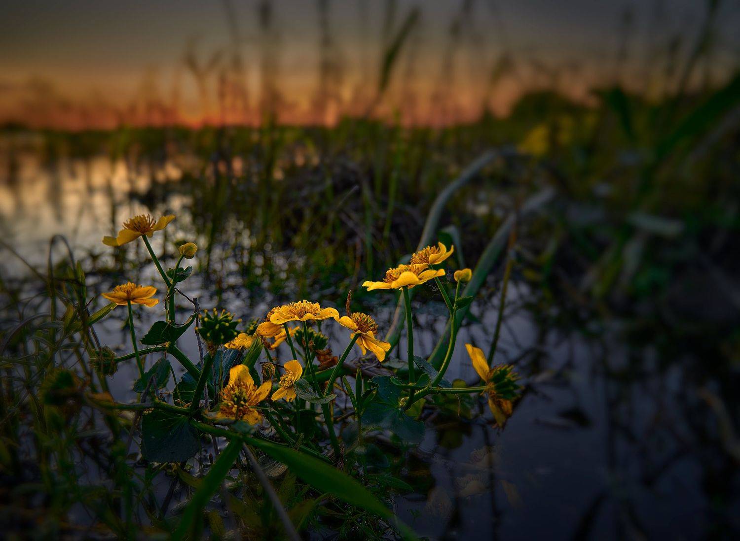 , Борис Дацковский