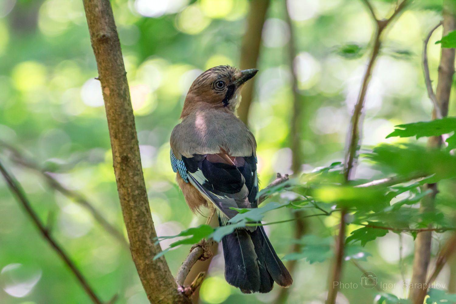 боке, яркое оперение, фотоохота, сойка, соблазнительница, птица, перья, любопытство, кокетка, клюв, кареза, глаз, взгляд, весна, в лесу, анималистика, garrulus glandarius,, Сарапулов Игорь
