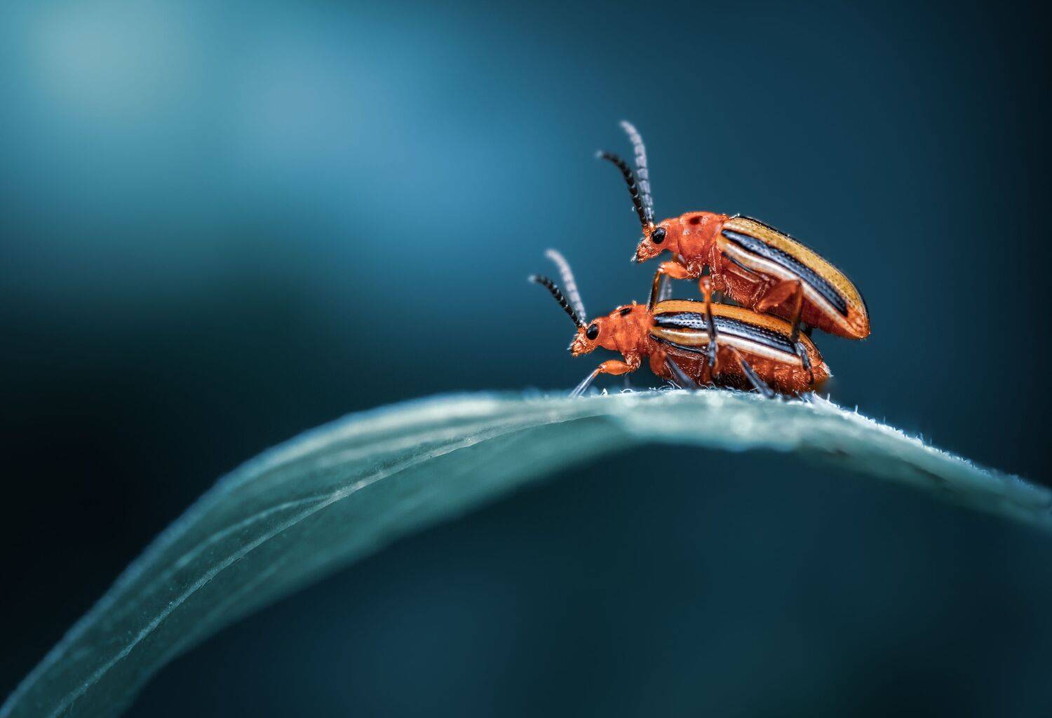 beetle, insect, fall, autumn, stink bug, macro, leaves, season, seasons, camouflage, camouflaged,, Atul Saluja