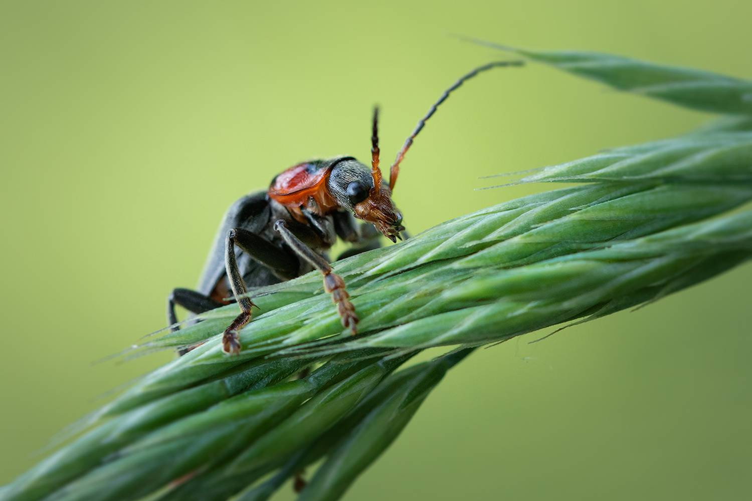 макро, макрофотография, насекомое, жук, жук пожарник, beetle fireman, Хилько Марина