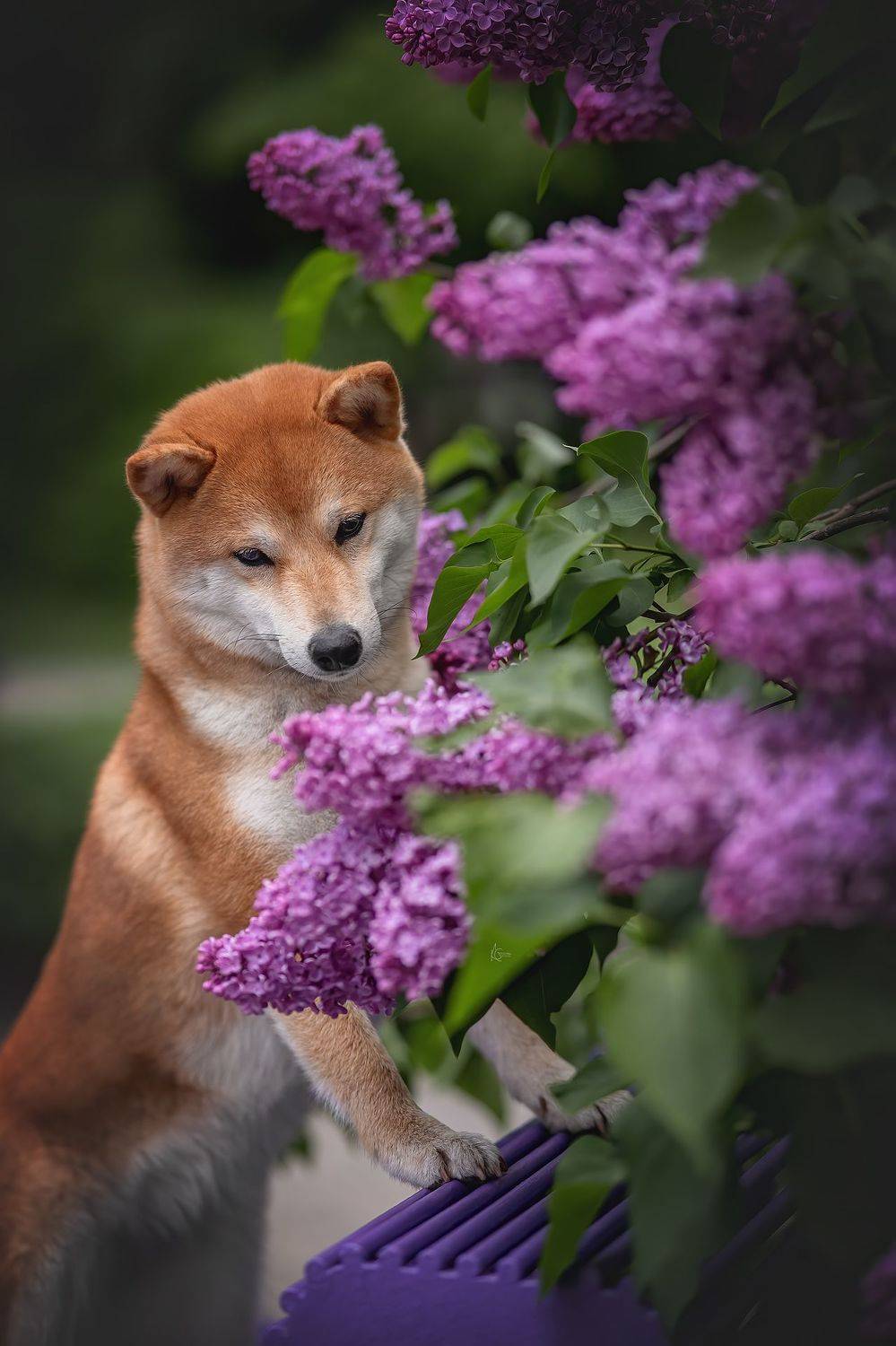 , Коптилина Галина