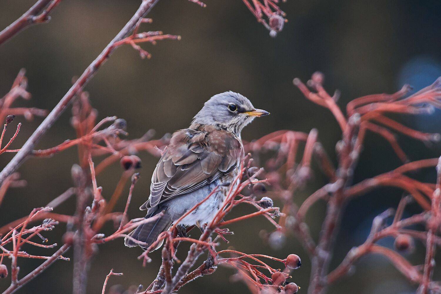 Turdus pilaris, bird, birds, birdswatching, volgograd, russia, , Сторчилов Павел