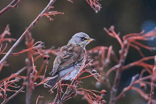 Turdus pilaris