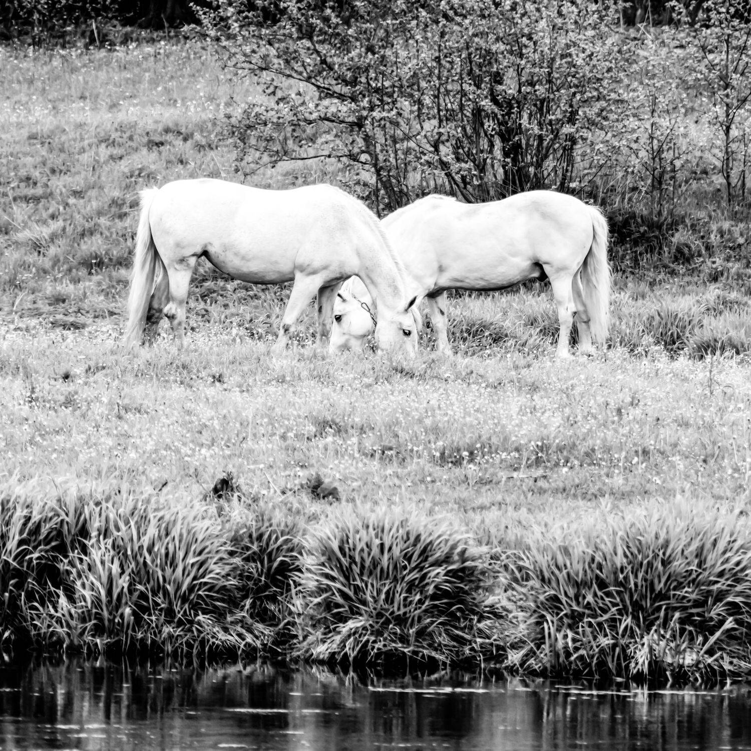, Шилов Александр