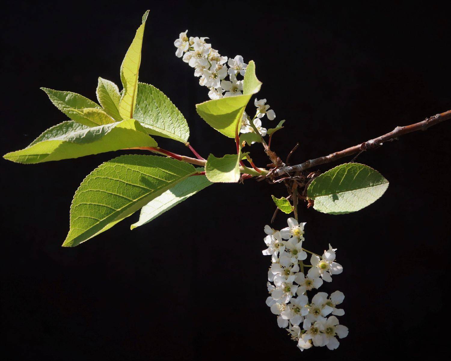 природа,весна,черёмуха, Козлова Галина