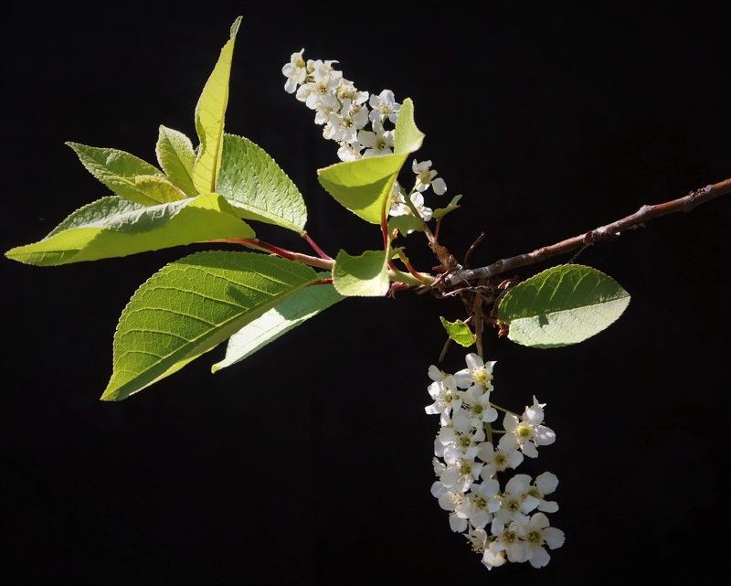 природа,весна,черёмуха Черёмуха фото превью